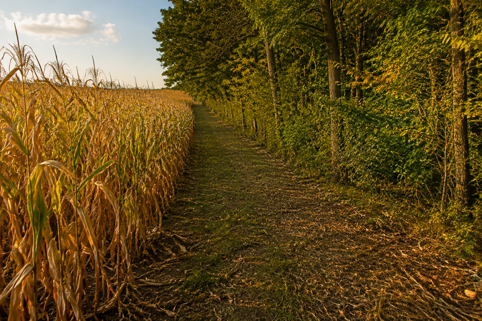 Standing Illinois cornfield with a clean edge beside mature hardwood trees