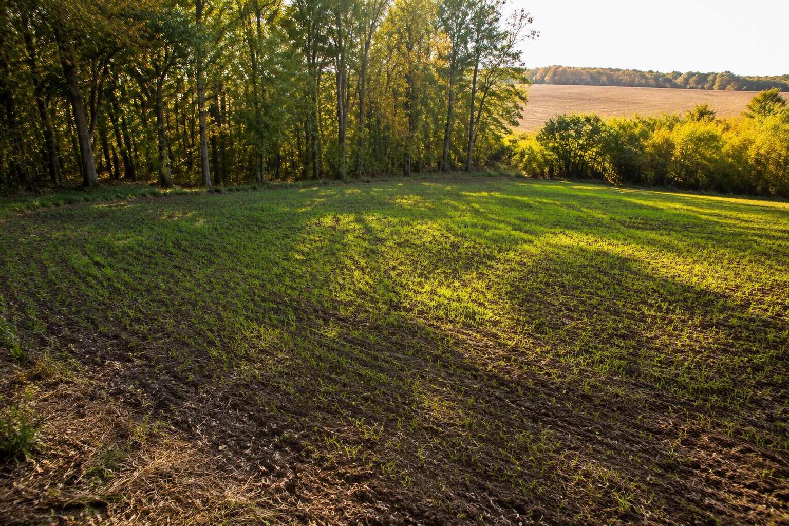 Small finished wildlife food plot beside Illinois hardwood timber and farmland
