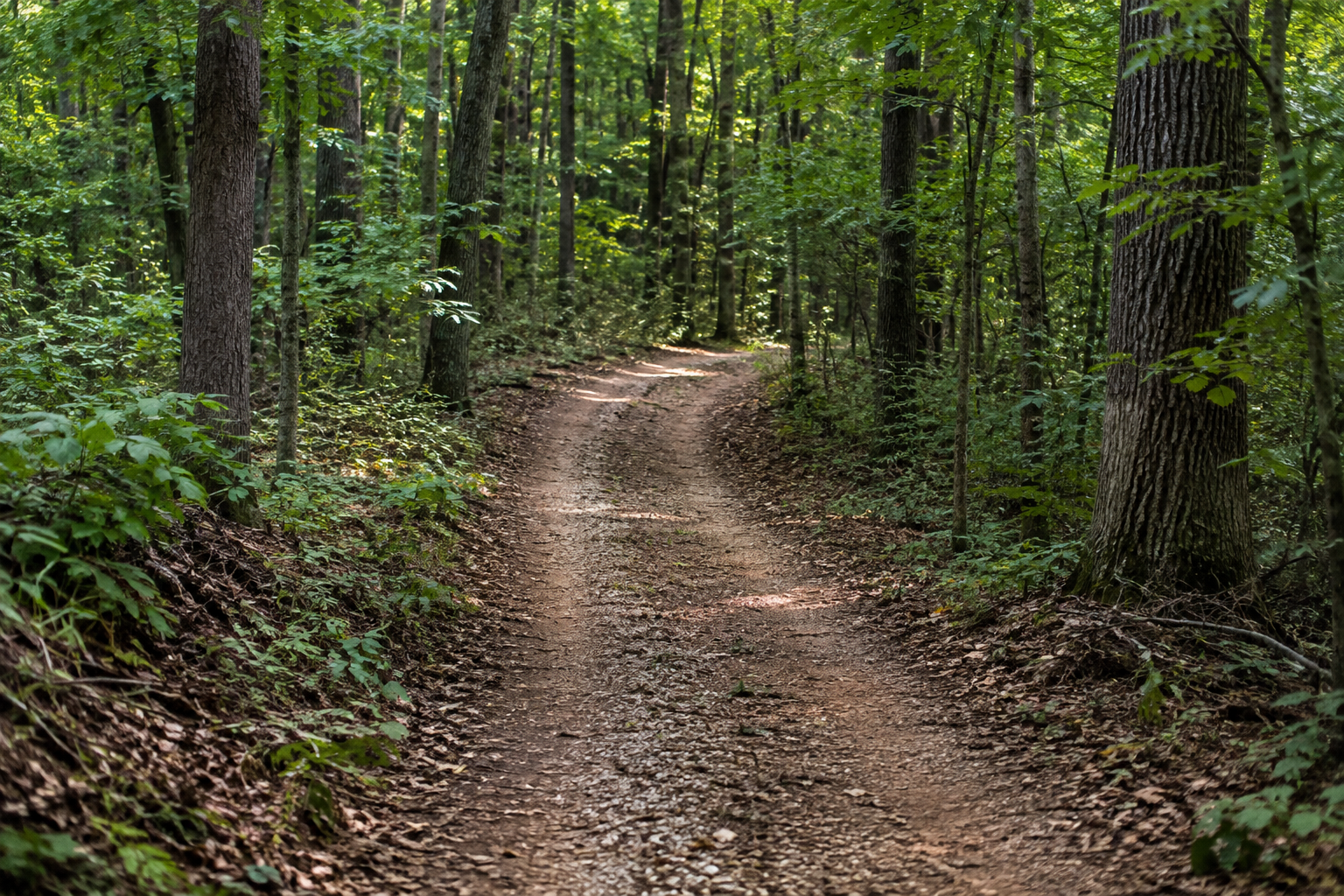 Narrow hunting and access trail winding through Illinois hardwood woods